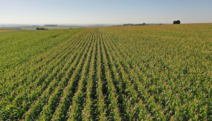 Área do milho na primeira safra cresce 31% no Paraná e será recorde na segunda